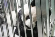 難過！「團團」後肢無力食慾下降　動物園持續追蹤病況