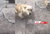 影/忠犬小八！土狗遭扔50公里外一星期後跑回家　網心疼：錯付一腔真情