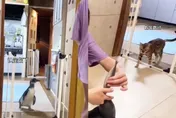 喵星人吃醋了！小企鵝養在家「緊跟主人＋大口吃魚干」　理由竟是…