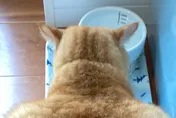猛男橘貓！「粗壯背影」嚇壞把拔：一掌就可以把我巴暈了吧