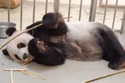 陸專家順利探視團圓一家 台北市立動物園：感謝中央各部會協助