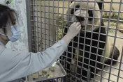陸專家搭機抵台！搭車直奔動物園探視「團團」