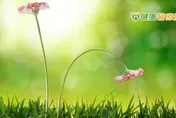 網路買「壯陽藥」提升閨房樂小心致死！藥師揭3個用藥原則