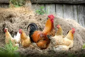 史上最嚴重禽流感！家禽數量↓　英國政府急令：所有鳥類禁止外出
