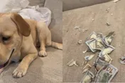 【影】不在家2hrs慘了！夫妻開門驚見「6萬鈔票碎滿地」　拉拉犬傻坐一旁她哭爆：不想養了啦