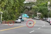 【影】獨家直擊！「路邊驚見31隻猴子」狂奔闖雙黃線　民眾看傻眼