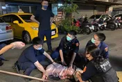 半夜驚見浪浪豬蹺家嚄嚄叫！　桃園警民2小時人豬大戰贏了