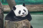團團食慾變好了！病況好轉「團圓家族」現況曝　圓圓母女冰床刨冰超chill
