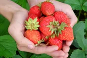 冬天到「草莓」就紅了！泌尿醫大讚4功效、防癌抗氧化還可減肥！