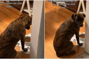 【影】把拔出差換母備膳！挑食汪「緊盯飼料」缺一味　汪疑惑：肉呢？