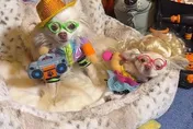 【影】好狗命！美相聲演員愛犬成痴　豪灑百萬寵物治裝費