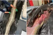 生物學家解剖「5公尺外來巨蟒」　腹中驚見完整鱷魚！