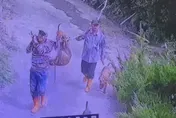 台南惡賊闖豬舍…「行刑式屠殺」寵物豬扛走！露詭笑畫面曝光