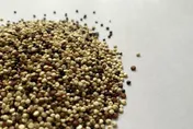「台灣藜」好處多！國健署：蛋白質是白米2倍　纖維是地瓜7倍