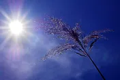 別躲太陽了！中醫師曝曬太陽「3大好處」讓你睡得飽又骨骼強健！