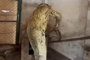 【影】俄士兵撤軍前於赫爾松行竊　連動物園動物也綁走稱「人道救援」