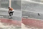 【影】生死一瞬間！鴿子受困暴雨冰雹之中動彈不得　暖心結局網友瘋傳