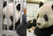 粉絲溫暖留言貼滿祝福牆…「團團」病況好轉！超萌近況曝光