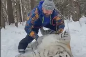 【影】猛虎當寵物玩！被摸肚表情讓7萬網友笑翻：虎界之恥
