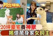 萌到讓阿比尖叫！220坪豪宅養萌獸羊駝　揭億萬身家女飼主