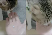 【影】虎斑喵「自主吃藥」震驚鏟屎官！馬麻尋醫：這藥有口味嗎？
