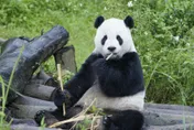 【影】慟！動物園證實「團團」病逝：下午1時48分心跳停止　終年18歲
