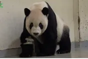 團圓贈台難關多！送連戰「助兩岸破冰」綠營連4擋　政黨輪替後秒送…抵台14年病逝