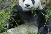 慟！大貓熊「團團」病逝　動物園將比照林旺製成標本