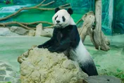 【影】團團癲癇病逝！動物園召開記者會：將做成標本「保存活體細胞」