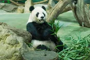 快訊/團團病逝「新貓熊將來台」？動物園：會積極「幫圓仔找尪」