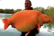 【影】英國男子幸運釣到超巨大「金魚」　重達30公斤可望打破世界紀錄