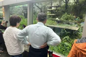 【影】柯文哲、黃珊珊投票完看貓熊　「圓仔」人氣旺大人小孩超嗨