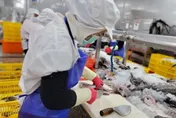「班班吃石斑」還有50萬名學生沒吃到！漁業署緊急發聲明
