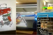 橘貓「偷渡」未遂！慘害飼主好友遭扣留　無辜友人：冤枉喔～