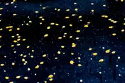 屏東海生館喜迎「燕魚」寶寶　幼魚美如閃爍星空