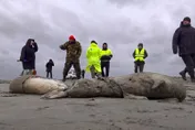 嚇人！俄裏海沿岸驚見2500頭海豹屍體