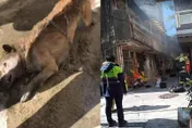 【影】用電暖爐幫小狗取暖…竟釀大火！警消救出受驚嚇柴柴急送醫