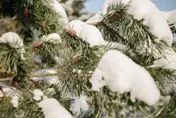 「大雪」降臨！　全方位開運大法曝光　4生肖不注意恐出事