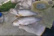 午仔魚突然被陸禁售？鄉民提3質疑打臉政府、漁民