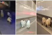 逆天改命！2小羊「逃出烤羊店」可惜隧道迷路…老闆接回承諾不殺→當吉祥物！