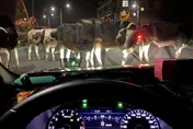 【影】真的是「牛逼」！法拉利麥拉倫來也一樣吃癟　這條路晚上12點「牠」最大