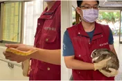 不想養跟大家一樣？新北首創「鳥、兔、蛇、龜、鼠」新手飼養10條教戰守則全在這！