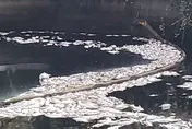 【影】冷成這樣？他路過高雄幸福川　驚見整排魚全翻白肚肚了...
