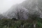 【影】思源埡口霧淞染銀樹　「一片雪白超浪漫」　北國童話世界絕景曝