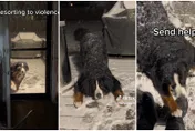 【影】伯恩山犬見雪超失控！「拍窗＋耍賴＋扒腳」汪：別走～陪偶玩