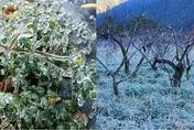武陵農場今晨「下探-1.5℃」！化身台版冰雪奇緣　「冬季限定美景」畫面公開