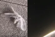 【影】神奇！天空下起「羽毛雪」　網友沸騰：一群鳥在打架？