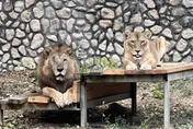 花5.5億整修！壽山動物園遭酸民嗆「動物養老院」　園方回應了