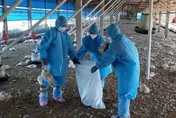 【影】禽場出現「高原性禽流感」確診案例　彰縣府：已完成撲殺清場消毒