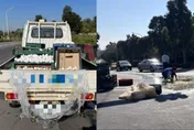 這個「剩蛋」不快樂！小貨車不慎甩一地蛋白蛋黃在路中央　路人嘆「蛋蛋的哀傷」